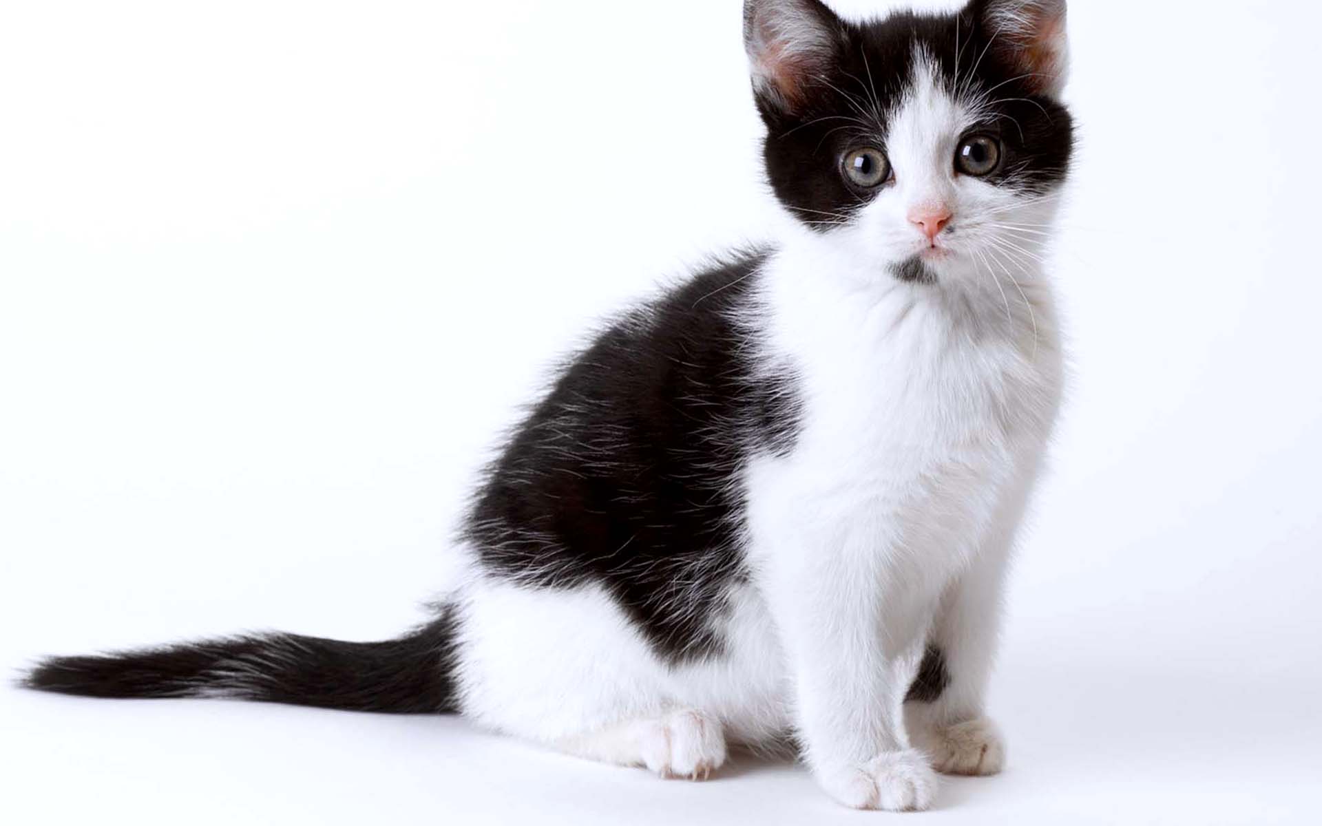  Black  White  Cat  Kitten  Wallpapers  HD Desktop and Mobile 