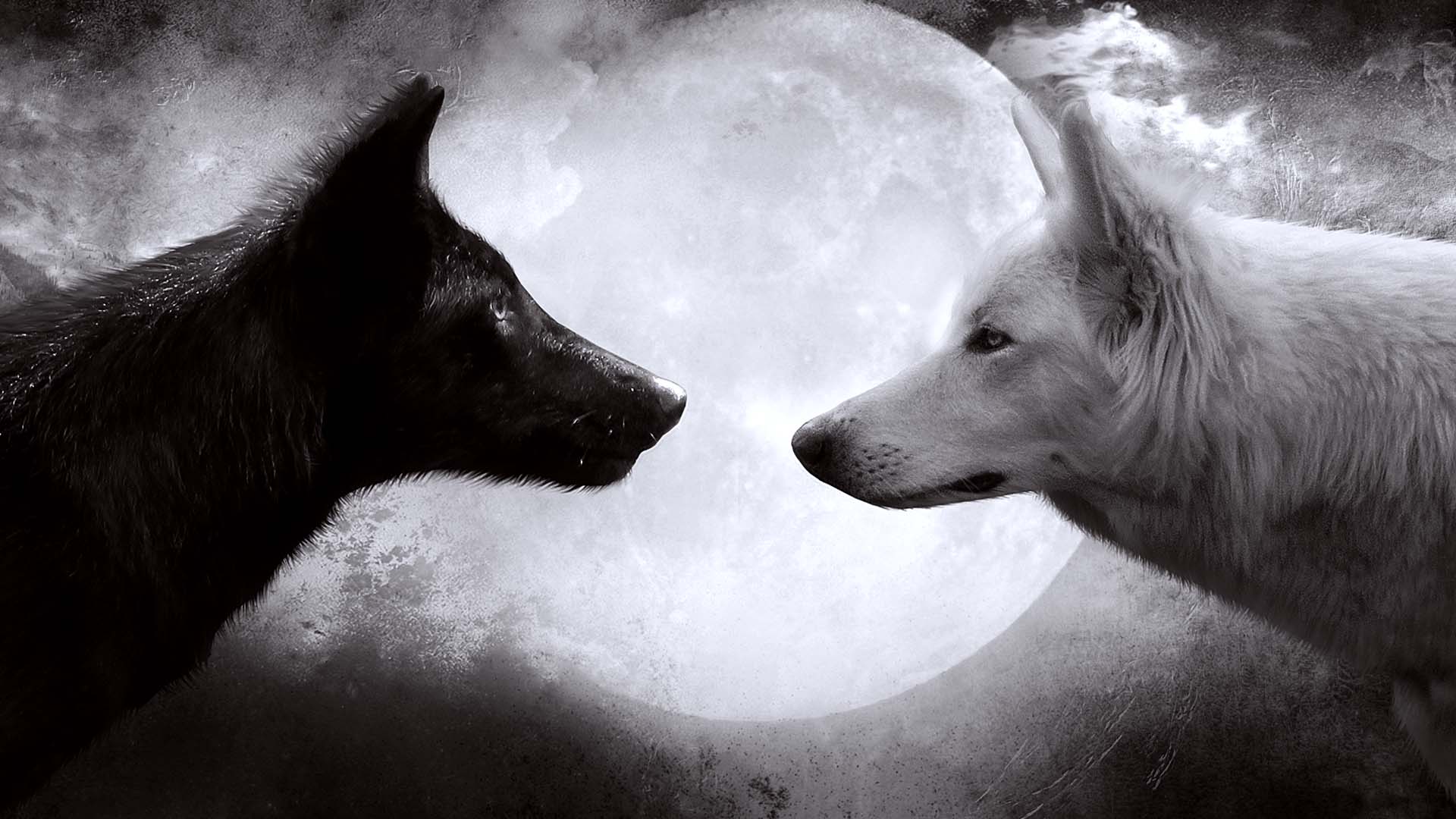 Black White Love Dog Moon Wallpaper