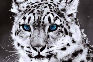 Black White Tiger Pictures