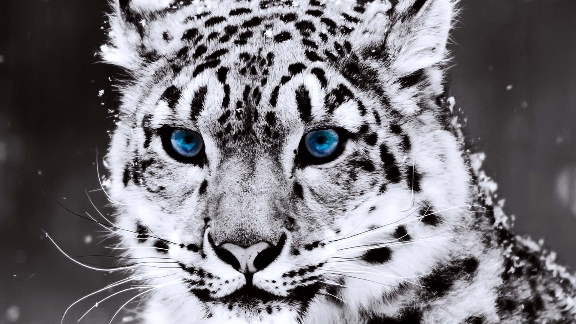белый тигр взгляд скачать