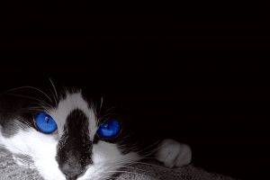 Blue Eyes Black Cats Photo
