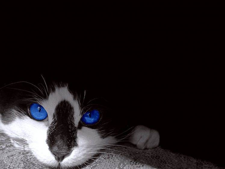 Blue Eyes Black Cats Photo HD Wallpaper Desktop Background