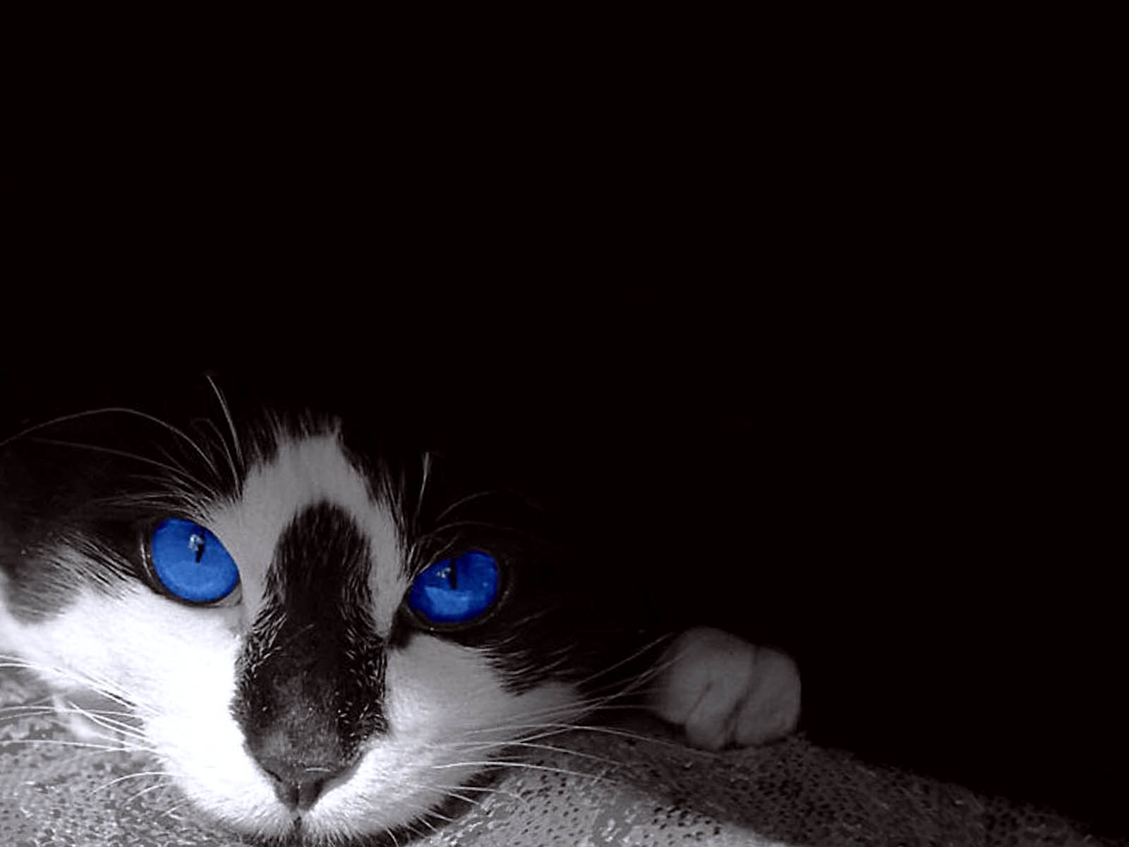 Blue Eyes Black Cats Photo Wallpaper