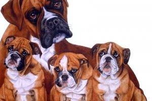 Boxer Dog Family