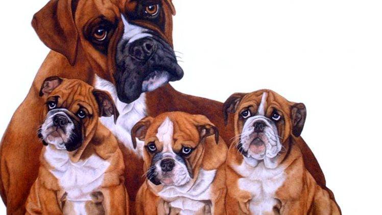 Boxer Dog Family HD Wallpaper Desktop Background