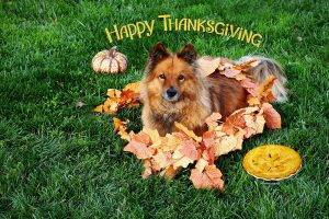 Brown Dog Happy Tanksgiving