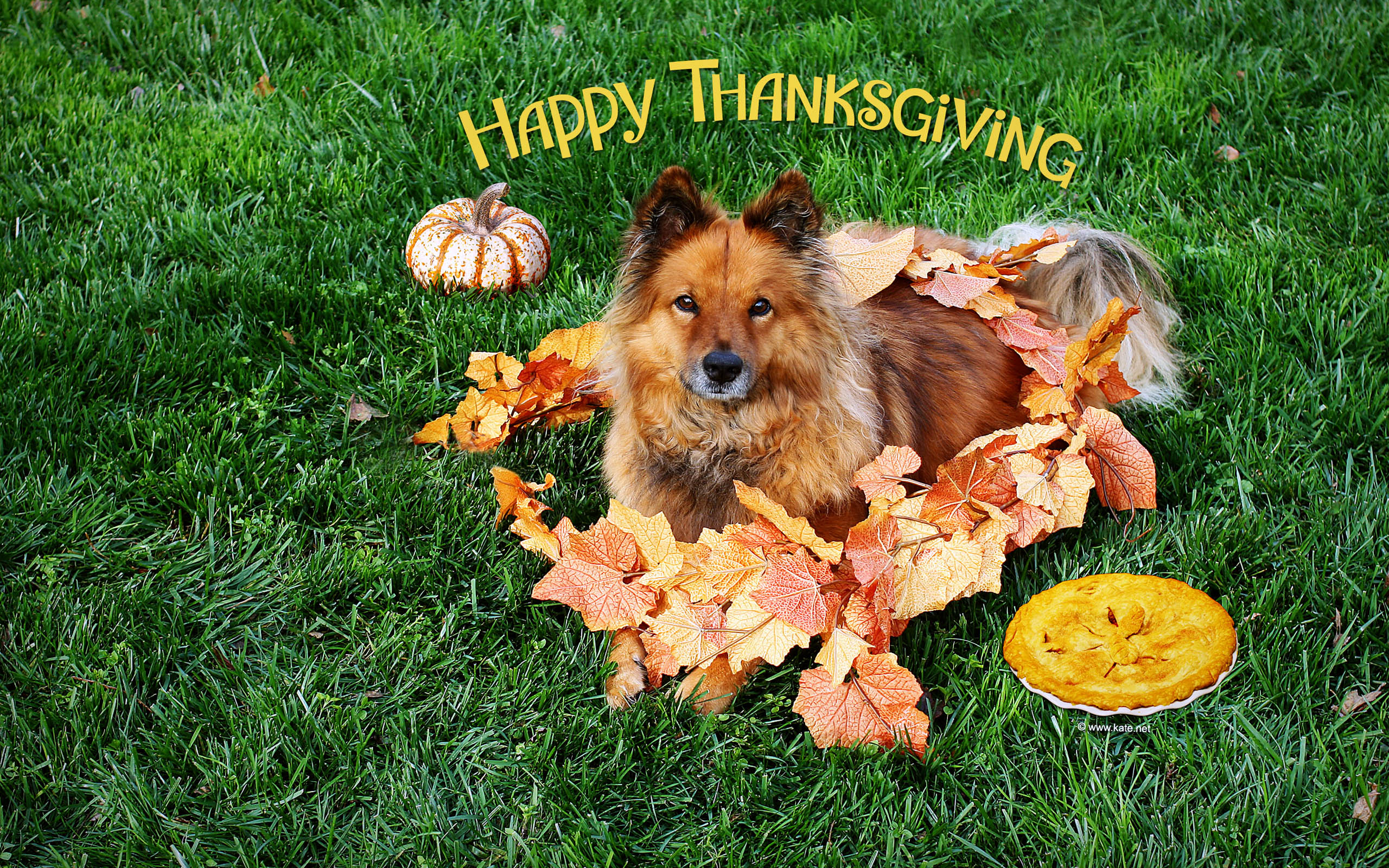 Brown Dog Happy Tanksgiving Wallpaper