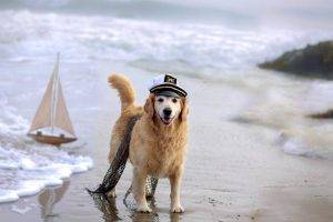 Captain Dog Beach