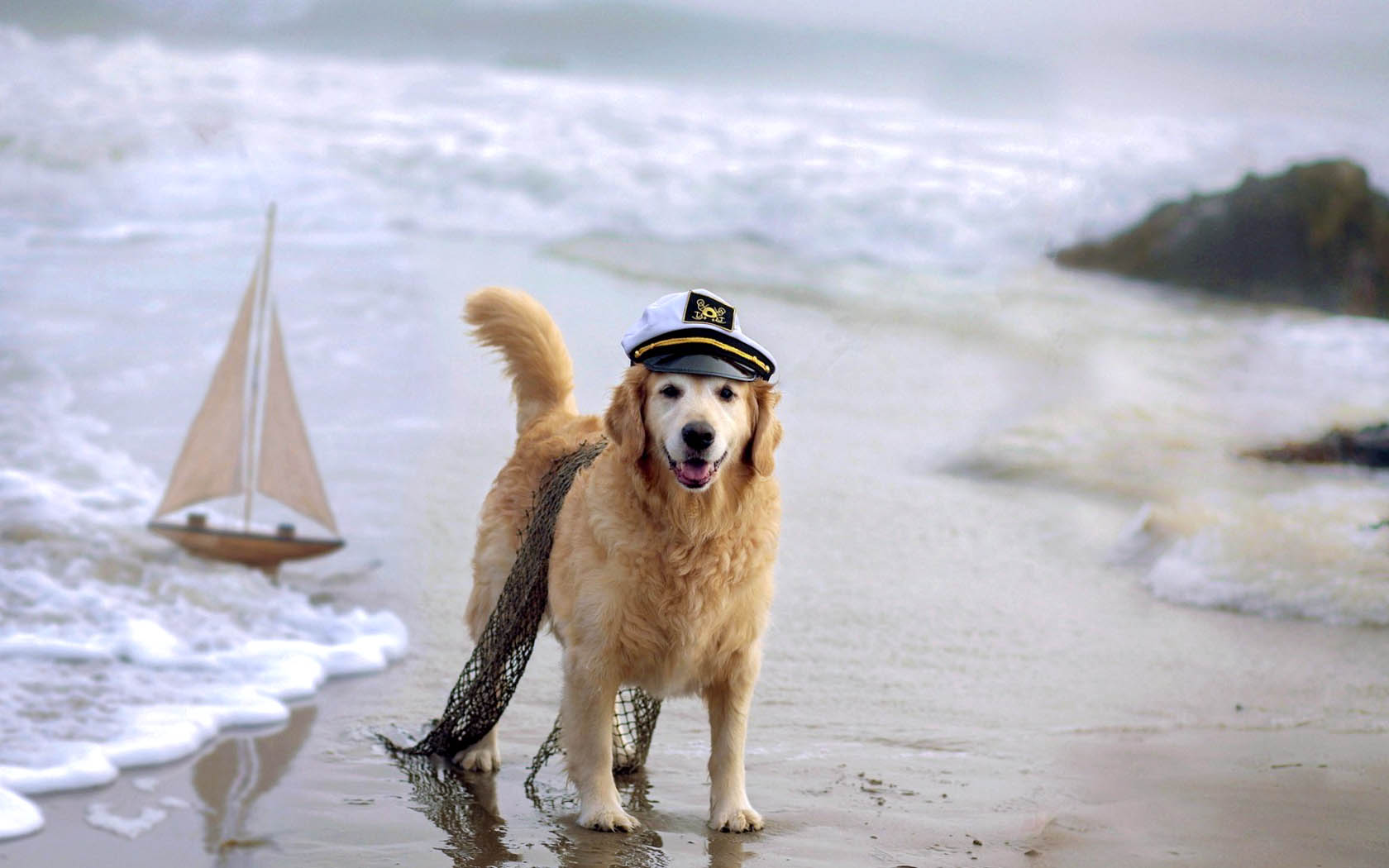 Captain Dog Beach Wallpaper