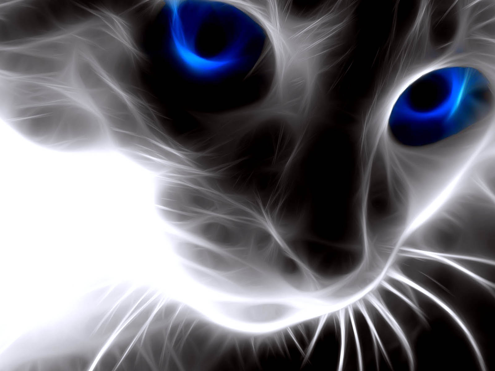 Cat Wallpaper