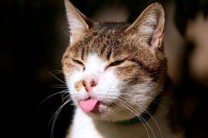 Cat Tongue Awesome