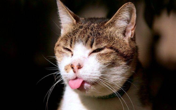 Cat Tongue Awesome HD Wallpaper Desktop Background