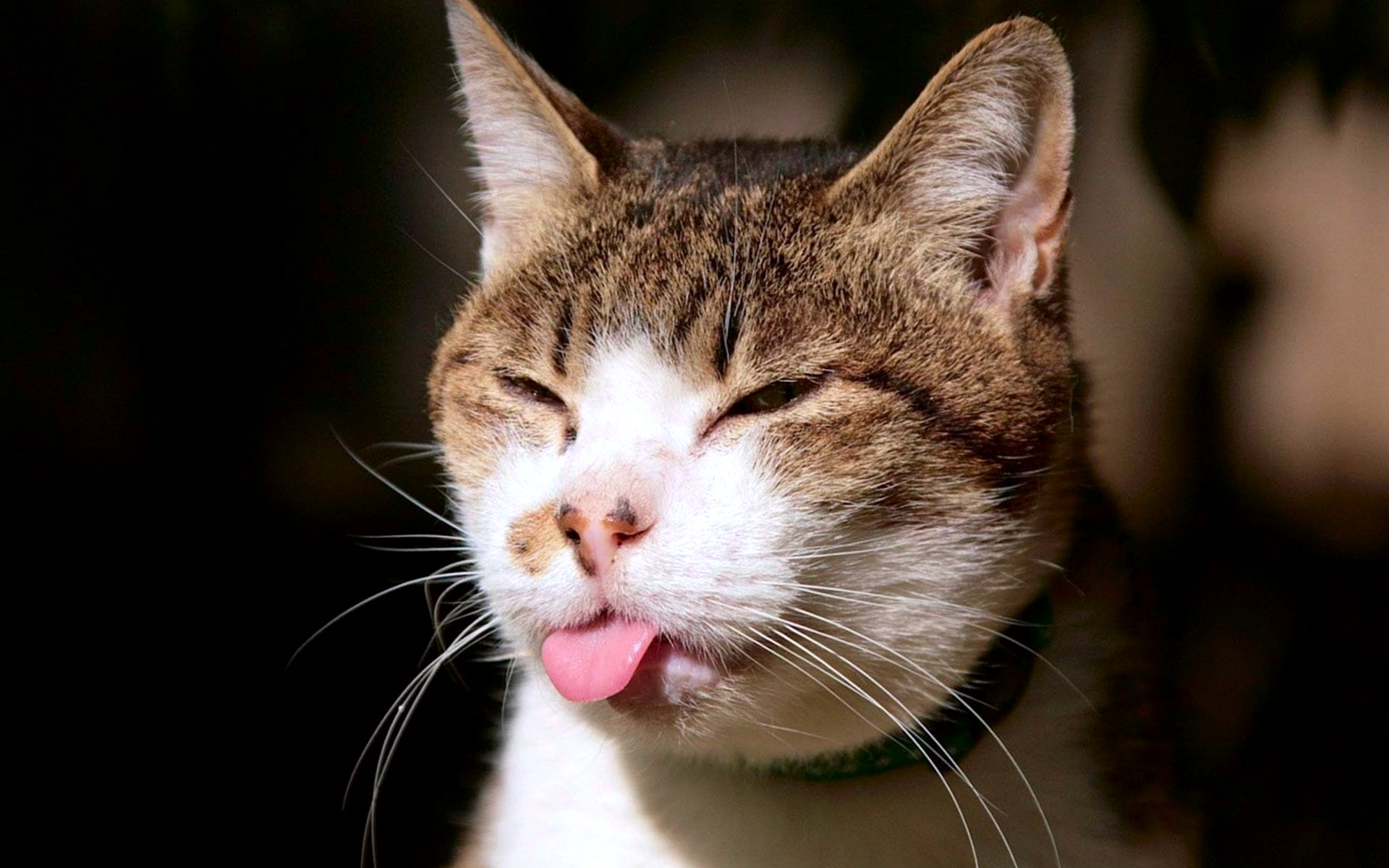 Cat Tongue Awesome Wallpaper