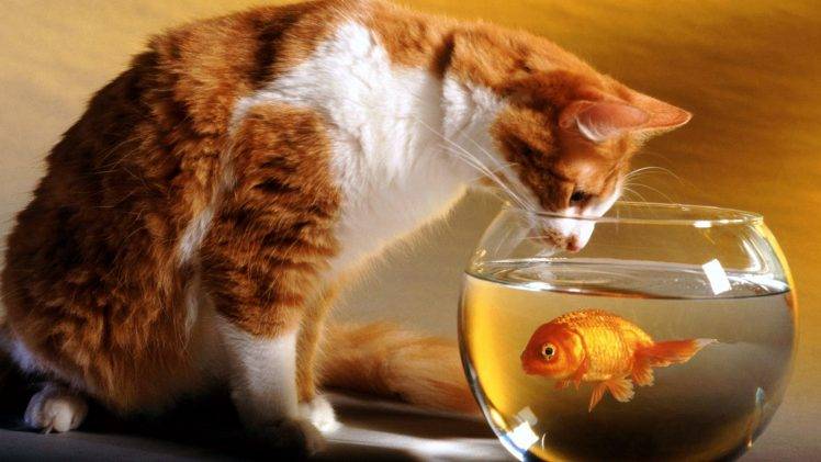 Cat and Fish HD Wallpaper Desktop Background