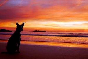 Cool Dog See Sunset