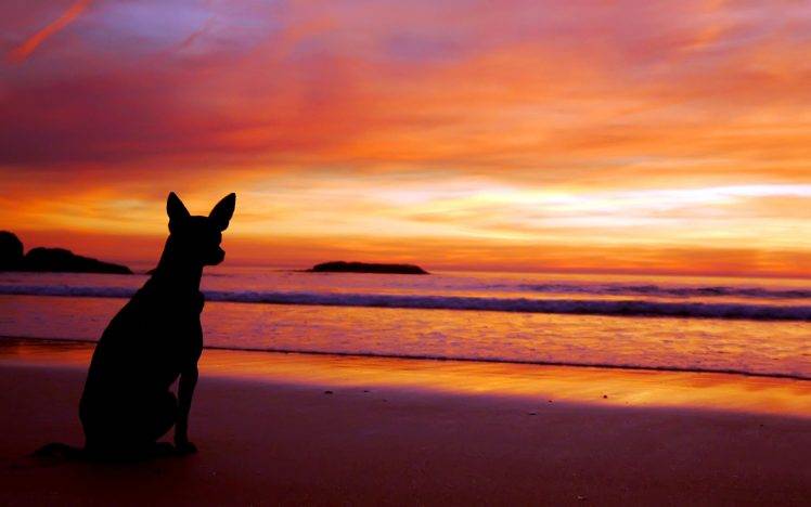 Cool Dog See Sunset HD Wallpaper Desktop Background