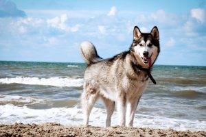 Cool Dog Siberian Husky On Beach
