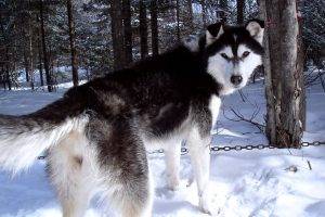 Cool Husky Snow Dog