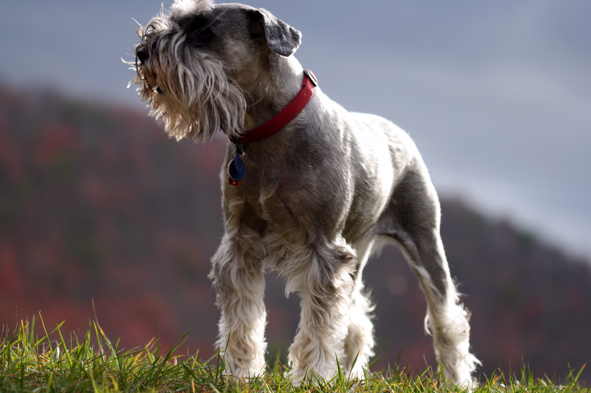 Cool Schnauzer Dog Wallpapers HD / Desktop and Mobile Backgrounds