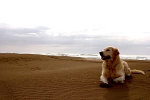 Cool White Dog On Beach