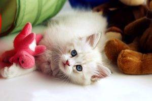 Cute Baby Cat