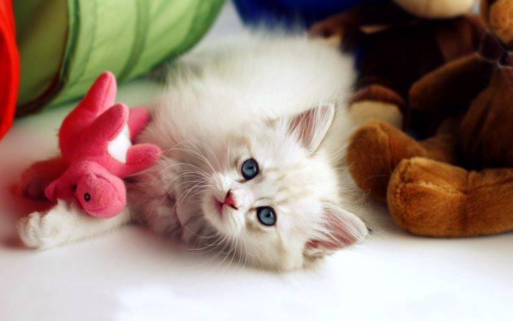 Cute Baby Cat HD Wallpaper Desktop Background