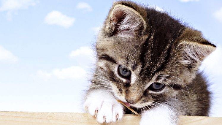 Cute Baby Cat Macro HD Wallpaper Desktop Background