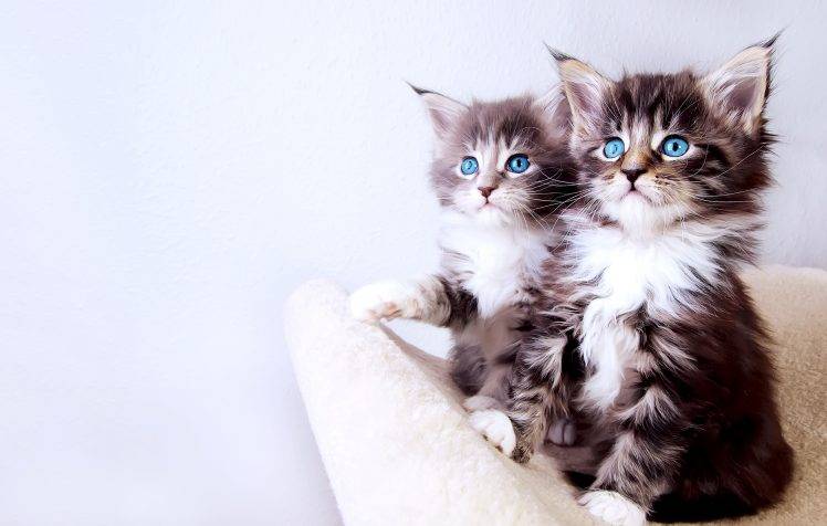 Cute Baby Cats HD Wallpaper Desktop Background