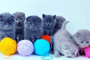 Cute Baby Cats Desktop