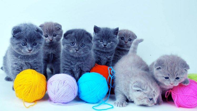 Cute Baby Cats Desktop HD Wallpaper Desktop Background