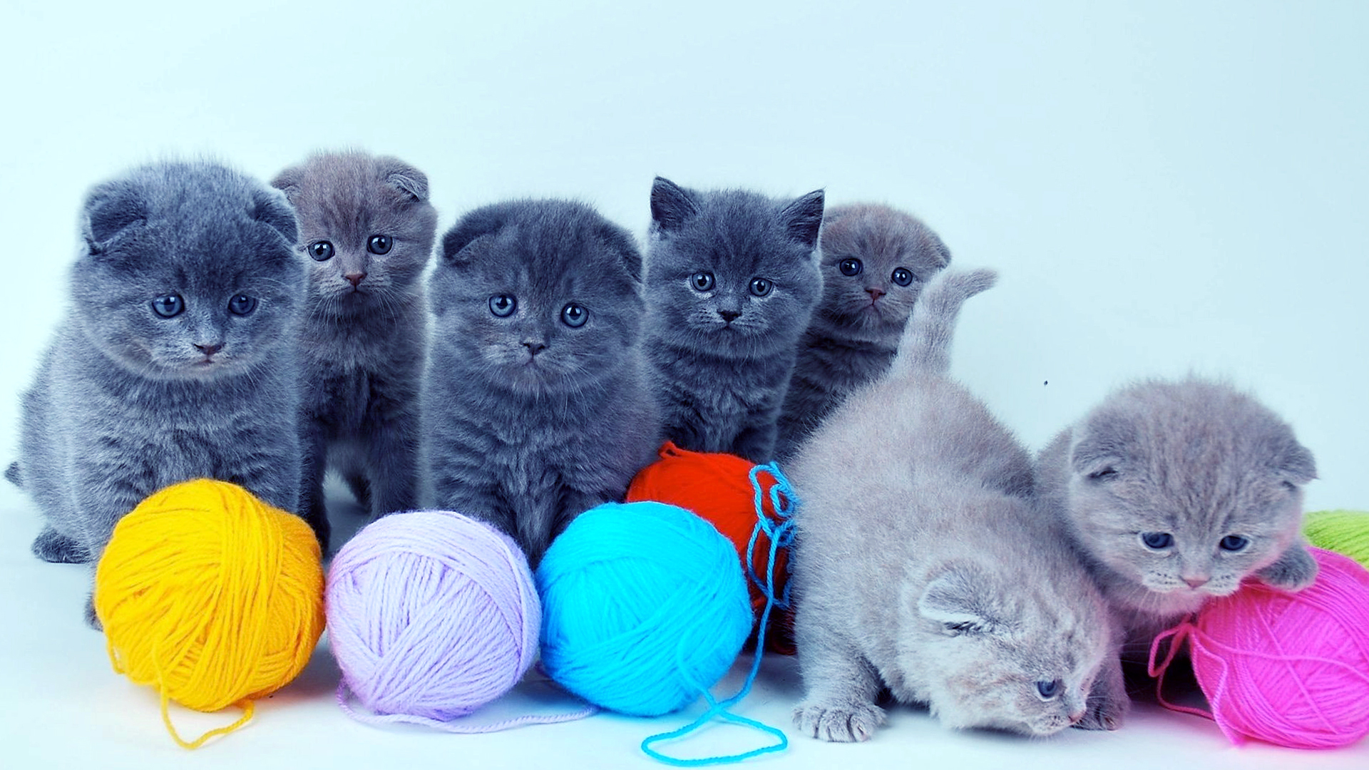 Cute Baby Cats Desktop Wallpapers HD / Desktop and Mobile ...