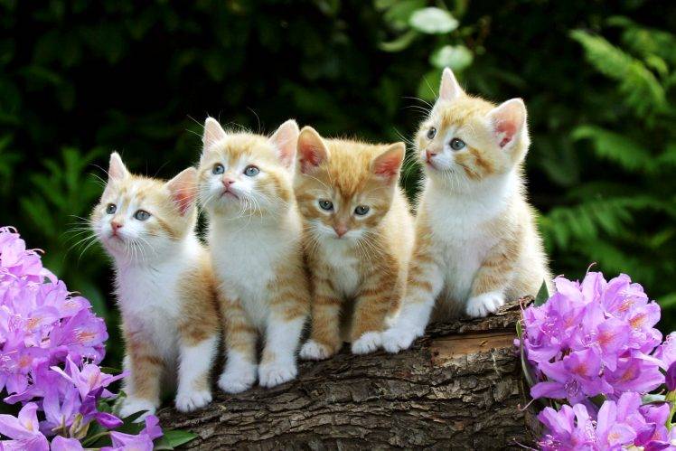 Cute Baby Cats Full HD Wallpaper Desktop Background