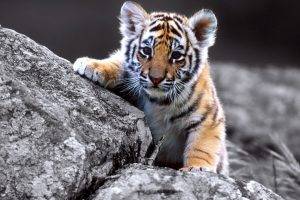 Cute Baby Tiger Full