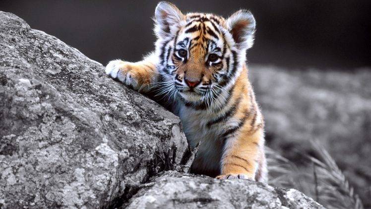 Cute Baby Tiger Full HD Wallpaper Desktop Background