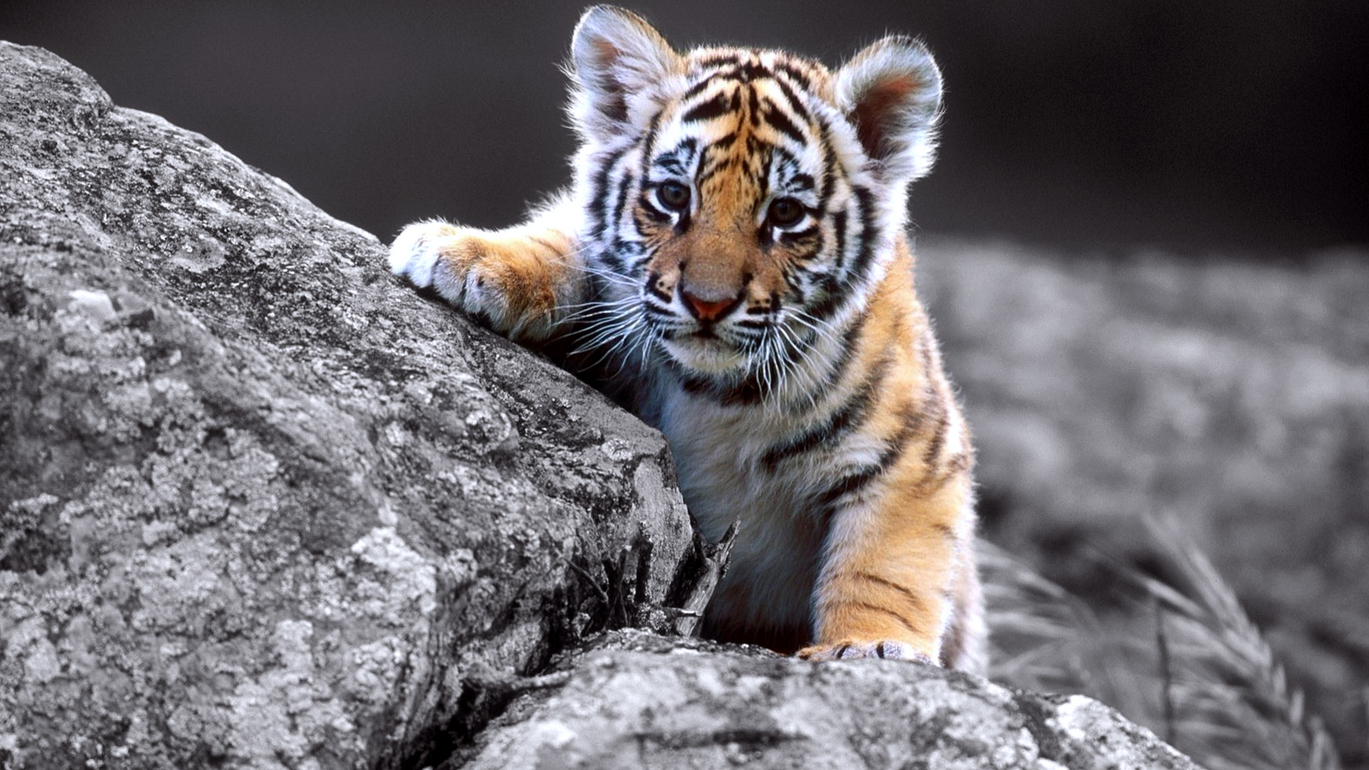 Cute Baby Tiger Full Wallpaper