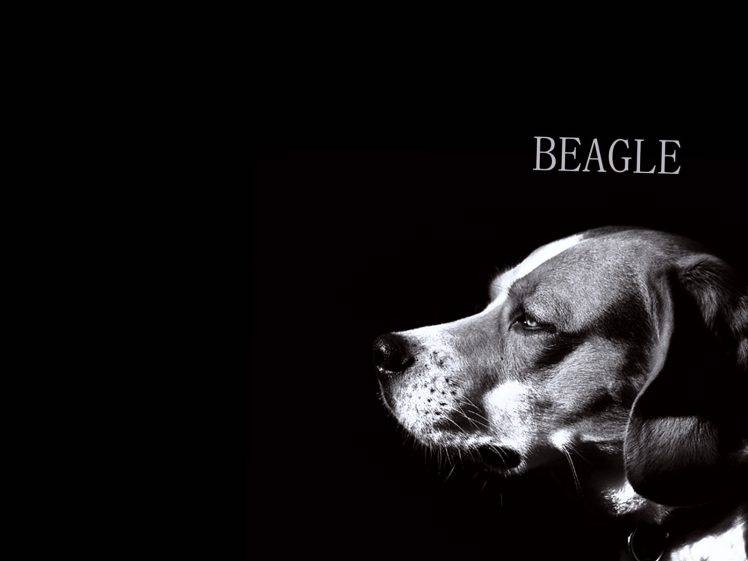Cute Black Dog Beagle HD Wallpaper Desktop Background