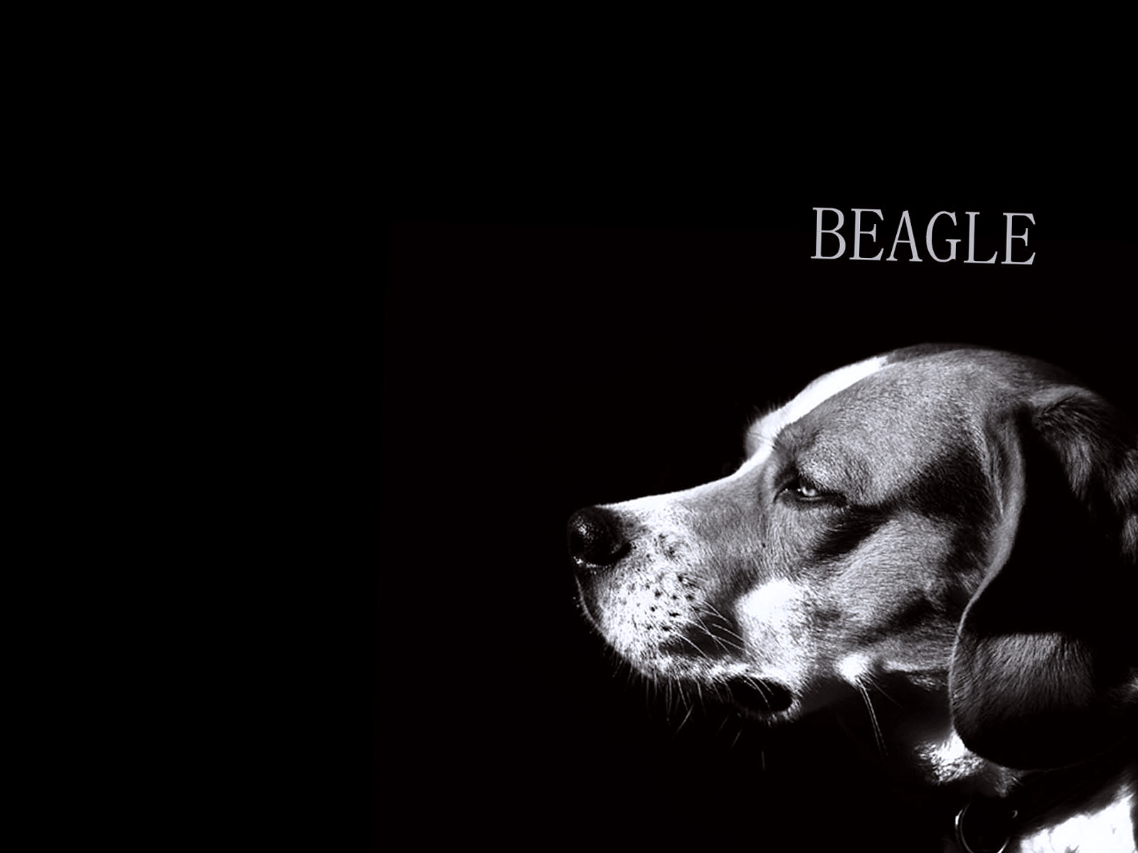 Cute Black Dog Beagle Wallpaper