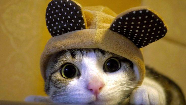 Cute Cat Wallpapers Hd Desktop And Mobile Backgrounds