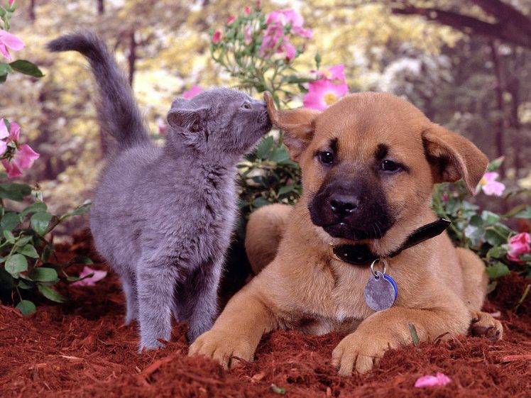 Cute Cat And Dog Playing In The Park HD Wallpaper Desktop Background