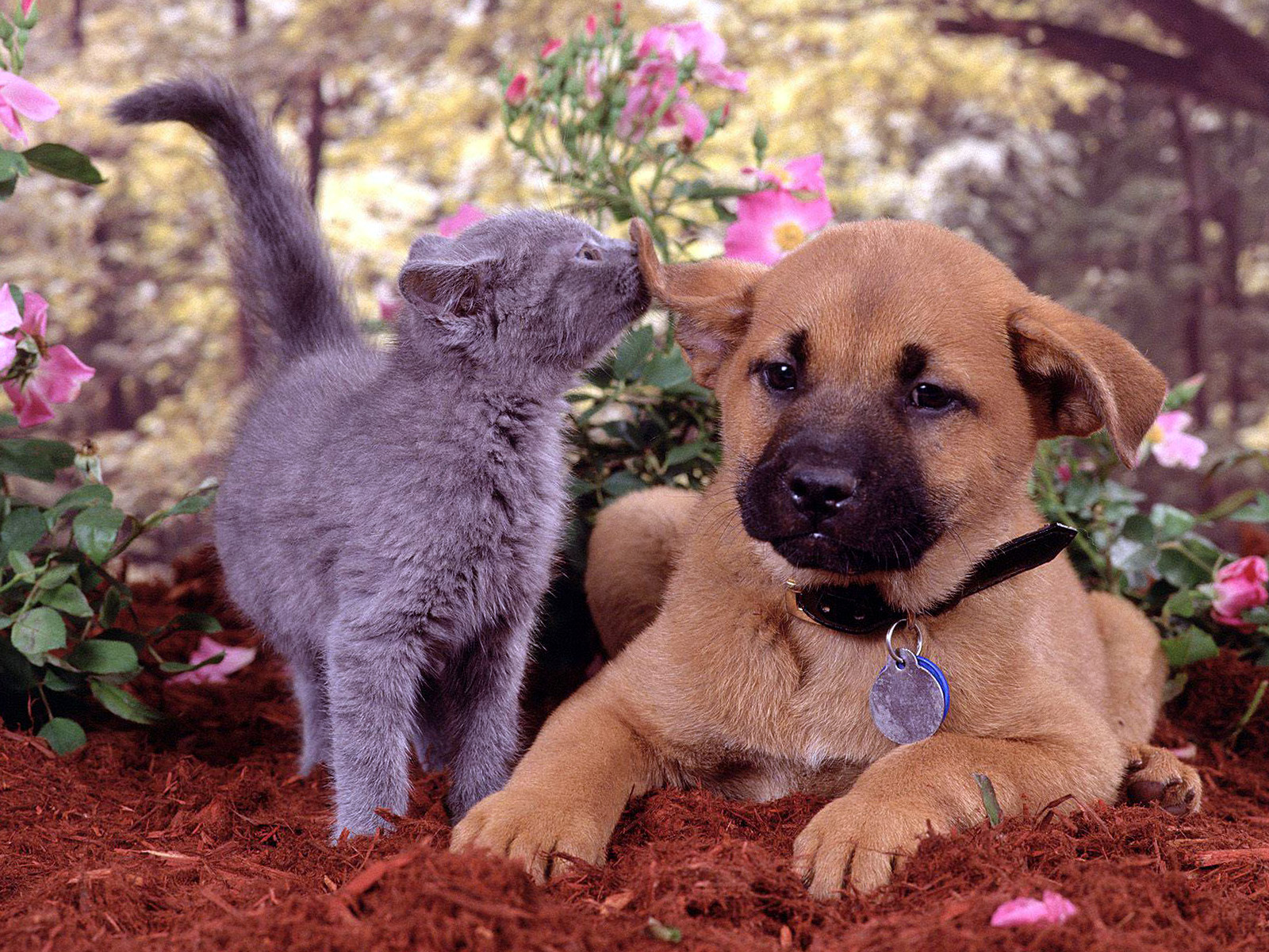 Cute Cat And Dog Playing In The Park Wallpaper