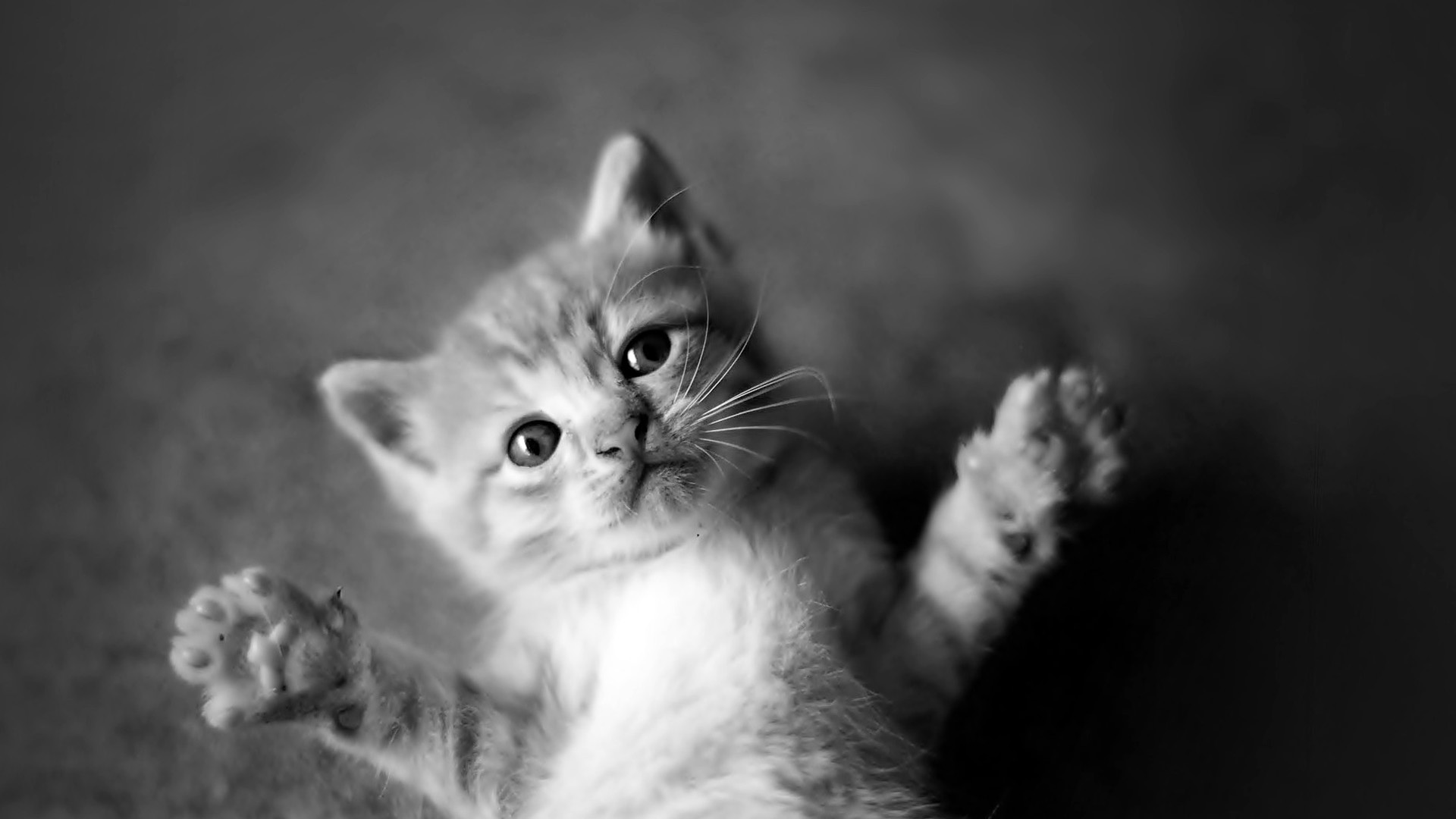 Cute Cat Full Wallpaper