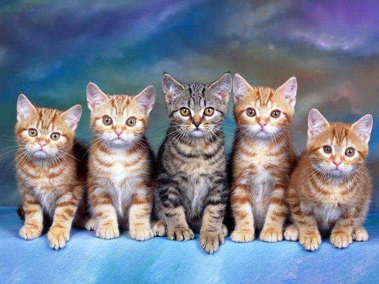 Cute Cat Photos HD Wallpaper Desktop Background