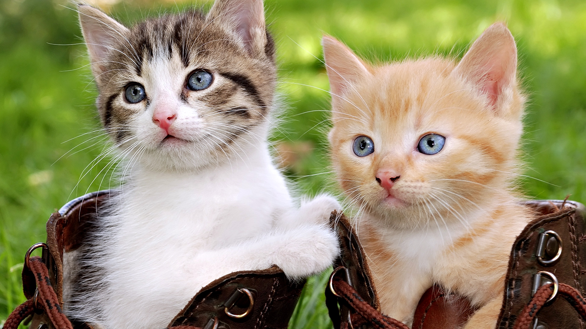 Cute Cats Wallpaper
