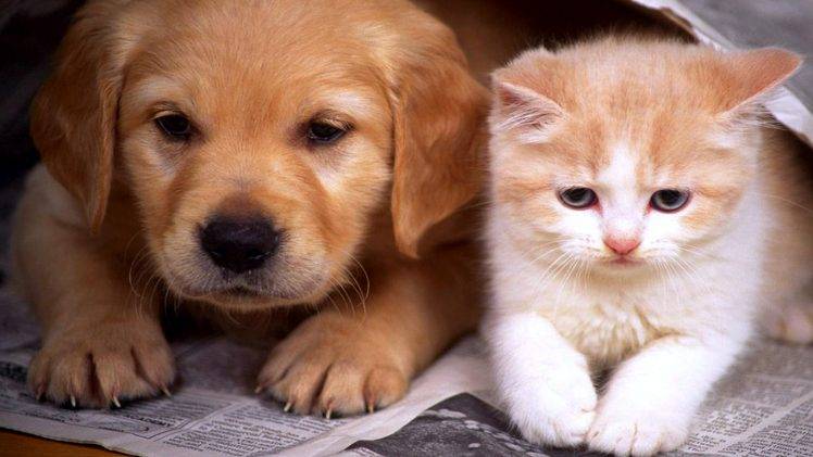 Cute Dog And Cat HD Wallpaper Desktop Background
