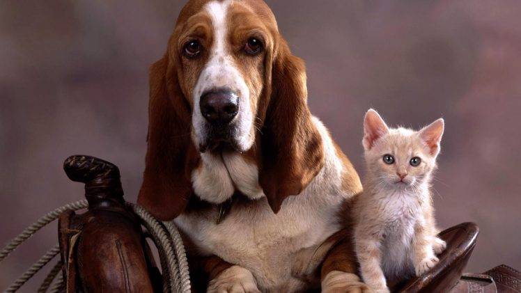 Cute Dog And Cat Desktop HD Wallpaper Desktop Background