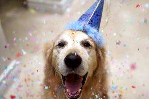 Cute Dog Birthday Picture