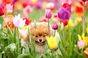 Cute Dog In The Tulip Garden