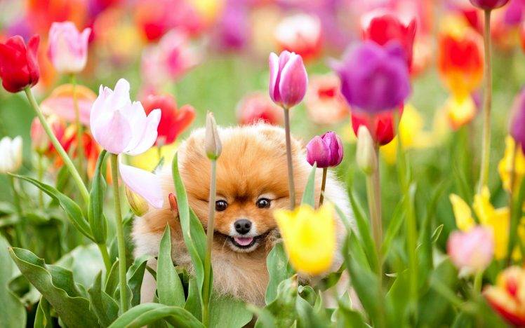 Cute Dog In The Tulip Garden HD Wallpaper Desktop Background