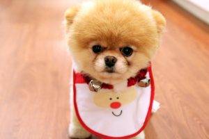 Cute Dog Puppy