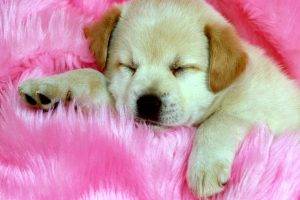 Cute Dog Puppy Sleep